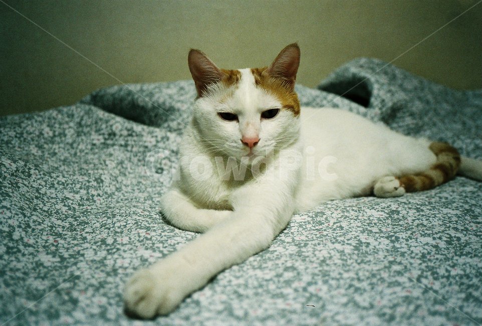 필름,필름사진,film,동물,고양이,cat,pet,반려동물,애완동물,포유류,animal,동물,animal,포유류,mammal,고양이,cat,kitten,kitty