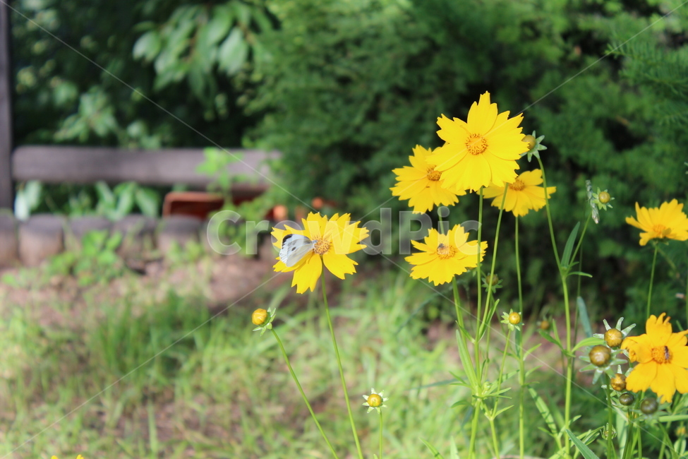 나비,꽃,flower,butterfly,자연,식물,자연,plants,nature,꽃,flower,동물,animal,곤충,벌레,insect,bug