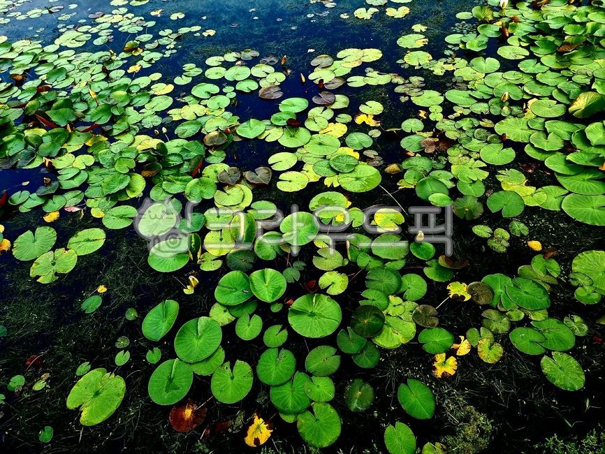 연,연잎,수생식물,수중식물,저수지,연못,강,그림자,nature,자연,outdoors,marsh,늪,swamp,습지,군락,군집,식물,물,water,옥외