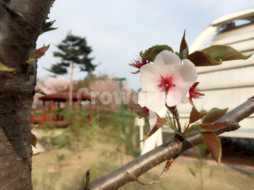 봄,벚꽃,나무,공원,풍경,봄,계절,spring,season,식물,자연,plants,nature,꽃,flower,plant