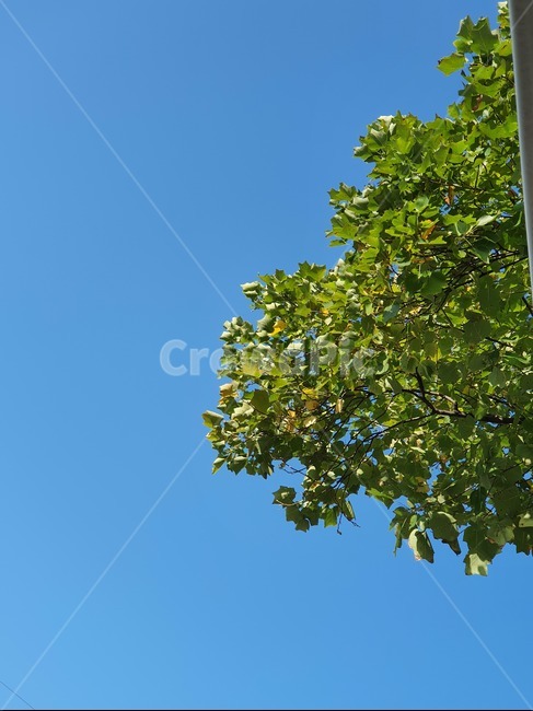 tree,나무,plant,식물,파란하늘,초록