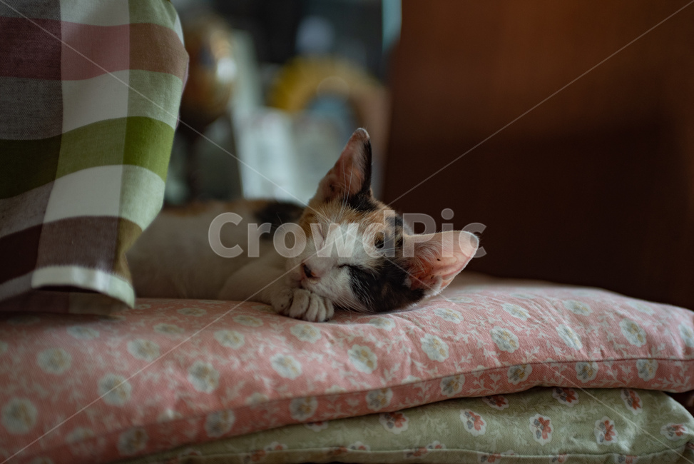 고양이,반려동물,냥이,냥,애완동물,반려묘,동물,코리안숏헤어,코숏,믹스냥,새끼고양이,아깽이,집사,애묘,묘,귀여운,포유류,삼색이,삼색고양이,kitten,cat,animals,baby,cute,animal,kitty,mammal