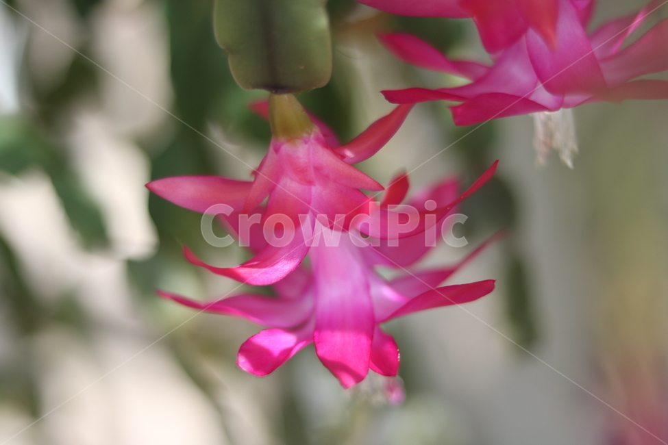 꽃,봄,식물,flower,감성,식물,자연,plants,nature,꽃,flower