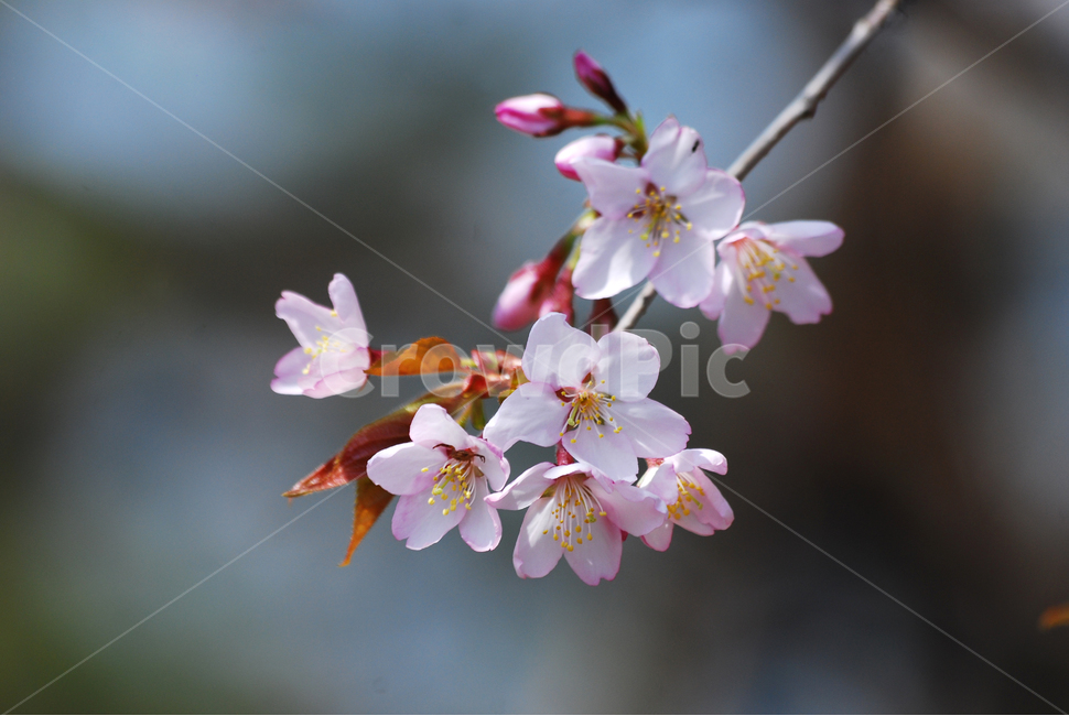 봄꽃,벚꽃,산벚꽃,분홍색,핑크색,flowers,사쿠라,cherryblossoms,접사,마크로,야생화,나무꽃,봄이미지,예쁜,아름다운,pretty,beautiful,lovely,작은,산에피는,4월,봄,계절,spring,season,식물,자연,plants,nature,꽃,flower,plant,blossom