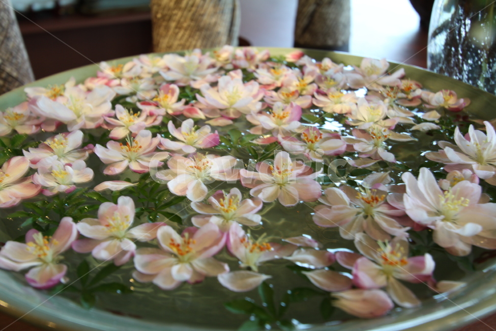 연꽃,수조,꽃,물,봄,꽃,flower