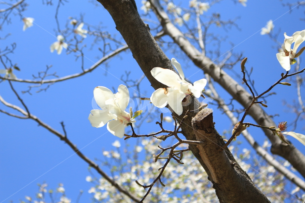 데이트,봄,꽃,산꽃,개화기,봄,계절,spring,season,식물,자연,plants,nature,꽃,flower,plant