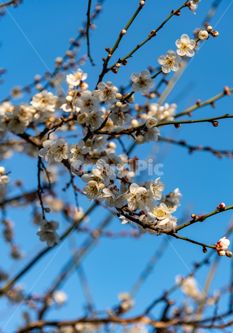 꽃,매화,봄,봄꽃,자연,풍경,하늘,봄,계절,spring,season,식물,자연,plants,nature,꽃,flower,plant,blossom