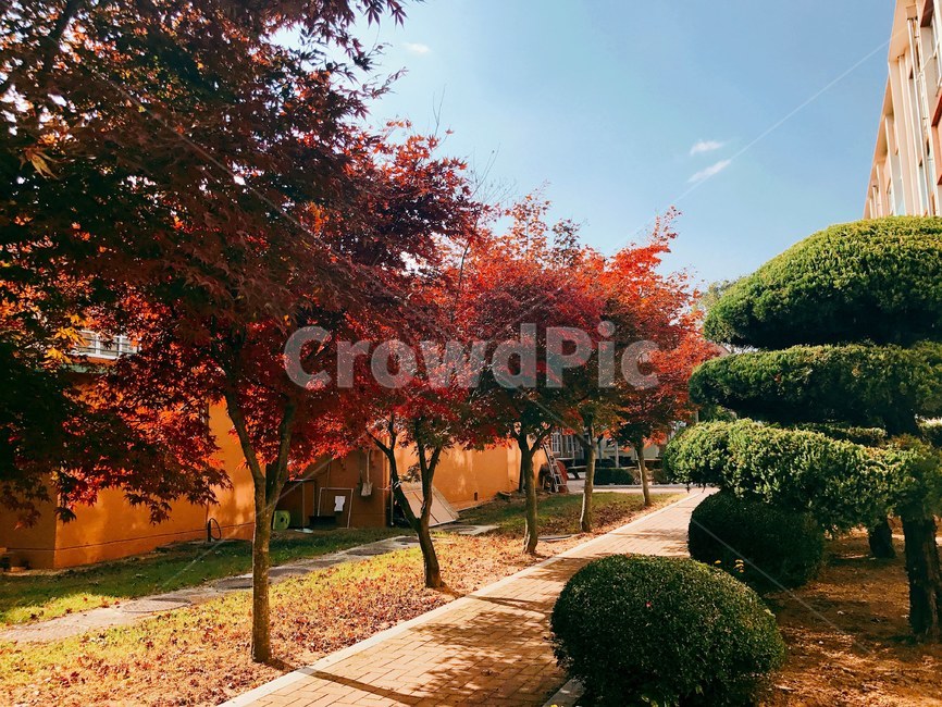 가을,학교,교내,추억,감성,가을,계절,fall,autumn,season,tree,나무,plant,식물