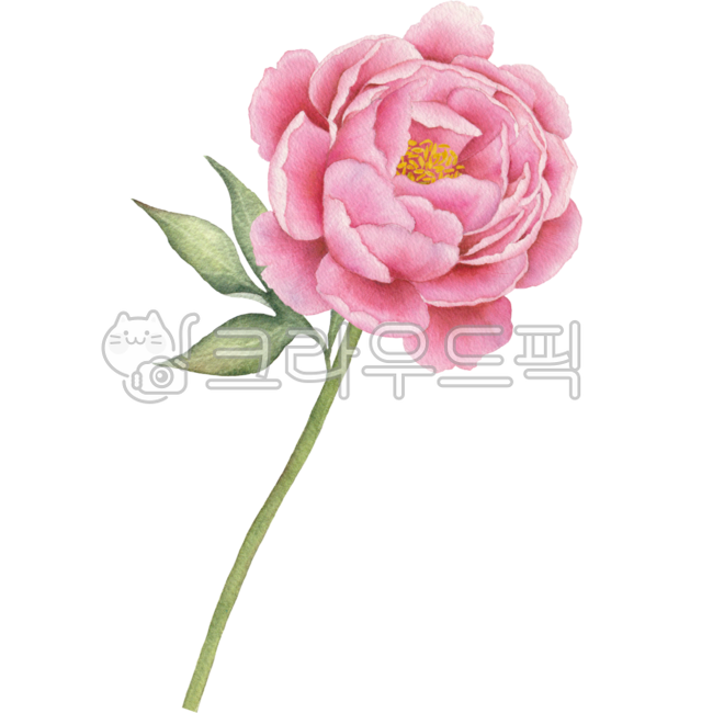 모란,모란꽃,꽃,작약,작약꽃,모란꽃일러스트,작약일러스트,꽃일러스트,꽃그림,모란꽃그림,작약꽃그림,꽃수채화,모란꽃수채화,작약수채화,모란꽃드로잉,꽃드로잉,작약드로잉,작약삽화,모란꽃삽화,꽃삽화,모란꽃디자인,꽃디자인,작약디자인,모란꽃장식,꽃장식,꽃데코,모란데코레이션,모란꽃데코,플로랄,플로랄디자인,보태니컬
