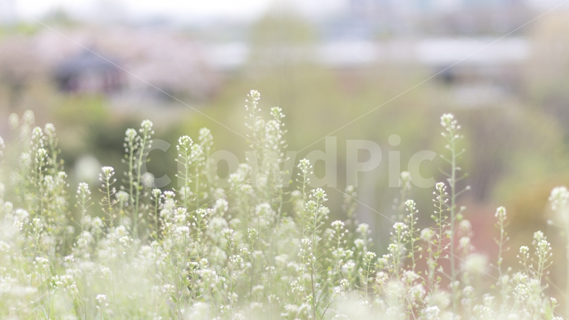 꽃,들판,배경사진,감성사진,자연,식물,들꽃,아침,자연,풍경,nature,landscape,식물,plants,꽃,flower,감성,sensible,feeling