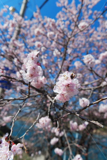 매화,매화꽃,봄,봄꽃,하얀꽃,식물,blossom,flower