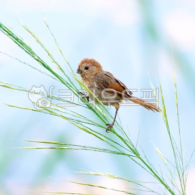 뱁새,오목눈이,오목눈이뱁새,붉은머리오목눈이,철새,야생,자연,생태계,animal,bird