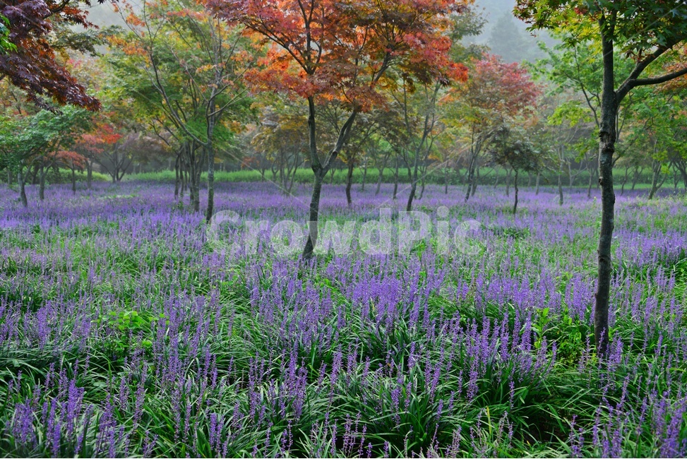 flower,blossom,꽃,tree,나무,plant,식물,forest,숲,nature,자연,woodland,삼림지,vegetation,초목,outdoors,옥외,화순,만연산,산림공원,맥문동,맥문동꽃,맥문동군락지