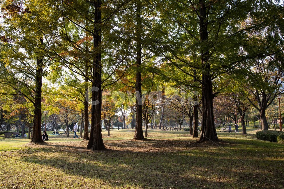 tree,나무,plant,식물,treetrunk,가을,나무줄기,공원,숲,autumn