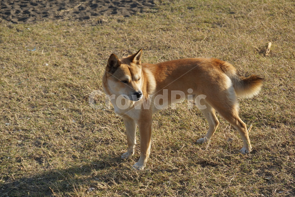 포유류,동물,개,dog,pet,동물,animal,포유류,mammal,개,강아지,dog,doggy