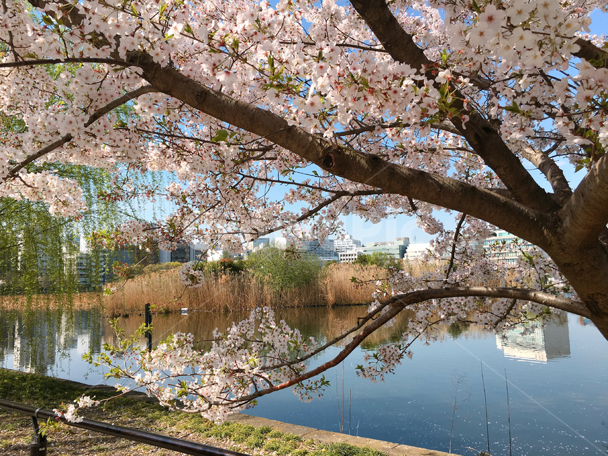 벚꽃,꽃나무,봄,공원,우에노,우에노공원,일본,도쿄,꽃,꽃송이,핑크,자연,cherryblossoms,spring,park,uenoonshipark,ueno,japan,tokyo,flower,pink,pond,봄,계절,spring,season,자연,풍경,nature,landscape,plant,식물,blossom,cherry blossom