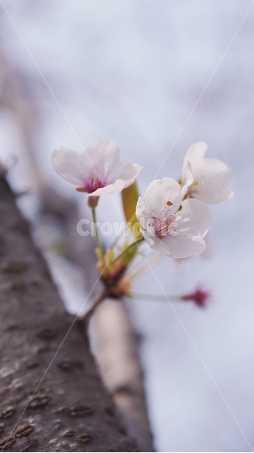 plant,식물,blossom,꽃,flower,벚꽃