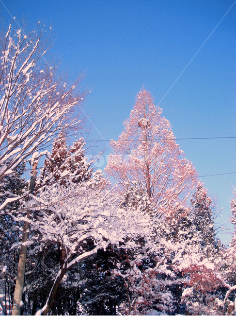 하늘,겨울,눈,나무,tree,겨울,계절,winter,season