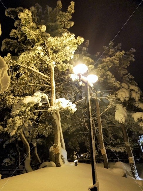 눈,겨울,강원도,야간,가로등,감성,불빛,소나무,나무,풍경,자연,자연,풍경,nature,landscape,겨울,계절,winter,season,야경,밤,nightscape,night