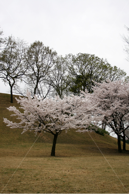 벚꽃,산책,봄,봄날,감성,spring,flower,풍경,식물,새싹,잎,초록,꽃,분홍색,하얀,흰색,white,봄,계절,spring,season,자연,풍경,nature,landscape,식물,plants,나무,trees,wood,plant