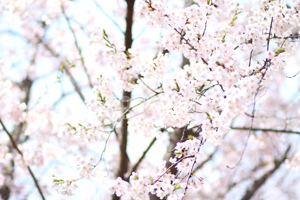 꽃,봄,힐링,꽃잎,스프링,4월,따뜻,봄,계절,spring,season,plant,식물,flower,blossom