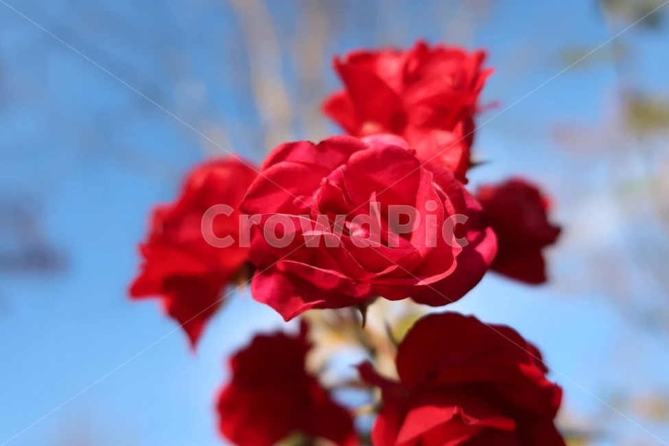 장미,꽃,자연,붉은꽃,식물,개화,rose,식물,자연,plants,nature,꽃,flower