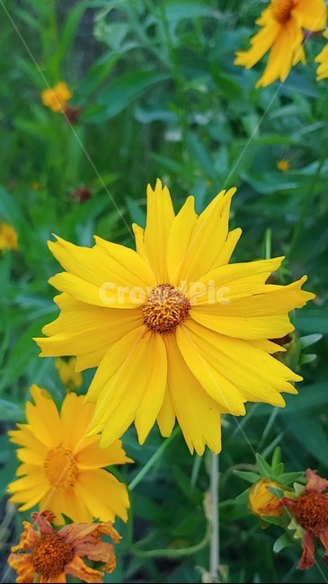 꽃,노랑색,봄꽃,초록색,노랑꽃