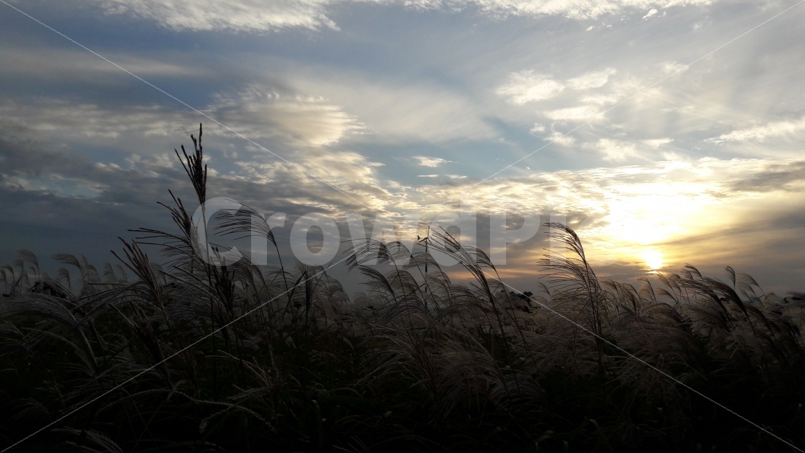 석양,하늘공원,상암동,파란하늘,억새풀,가을,계절,fall,autumn,season,자연,풍경,nature,landscape,한국자연풍경,한국자연경관,korea nature landscape,grass,잔디,plant,식물,lawn,reed,갈대