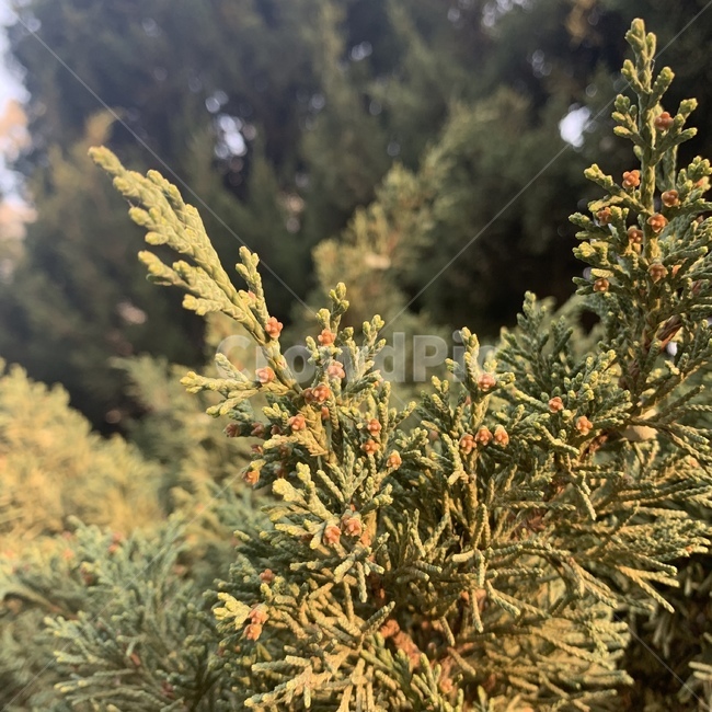 나무,따뜻한,초록색,green,식물