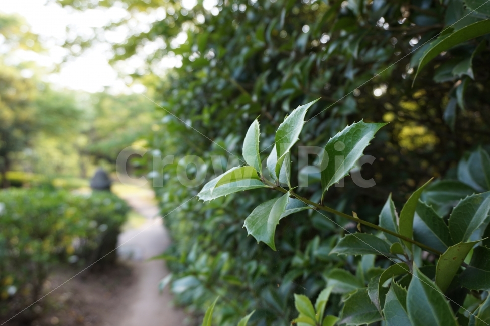 나무,자연,숲,잎,초록,초록색,공원,여름,풍경,green,tree,forest,park,식물,자연,plants,nature