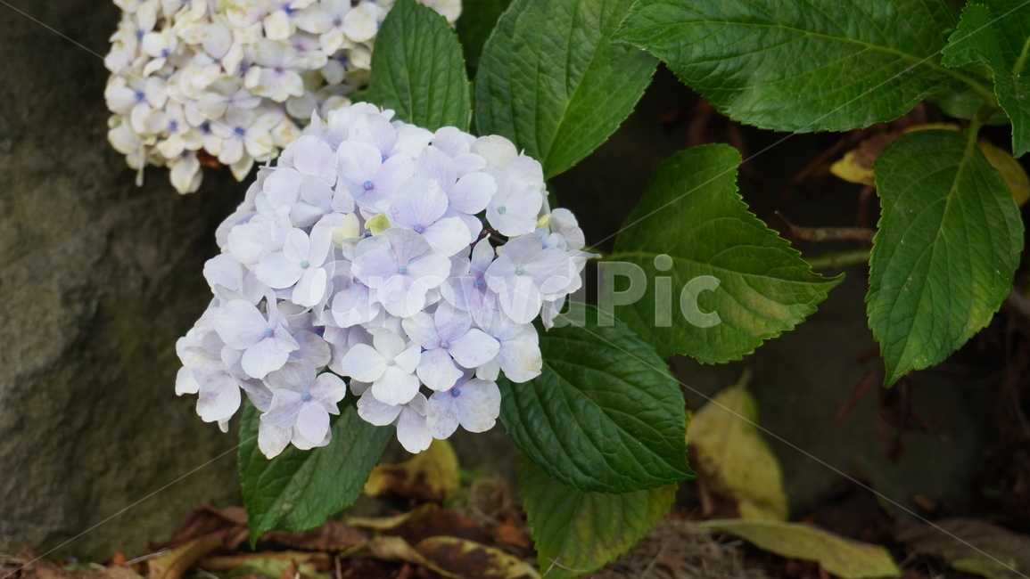 꽃,식물,flower,plant,수국,제주도,식물,자연,plants,nature,꽃,flower