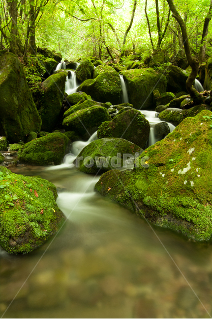이끼계곡,초록,water,물,nature,자연,outdoors,옥외,장노출,자연,풍경,nature,landscape