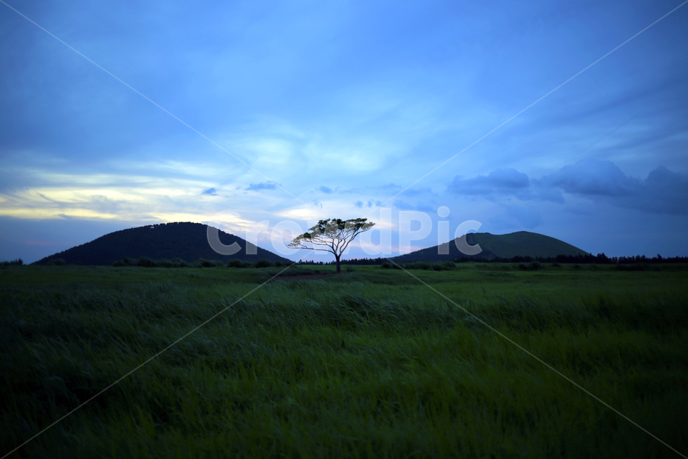 왕따나무,제주,왕따,나무,초록,자연,풍경,nature,landscape,제주도,jeju,jeju island,식물,plants,나무,trees,wood,outdoors,옥외,grassland,목초지,field,들