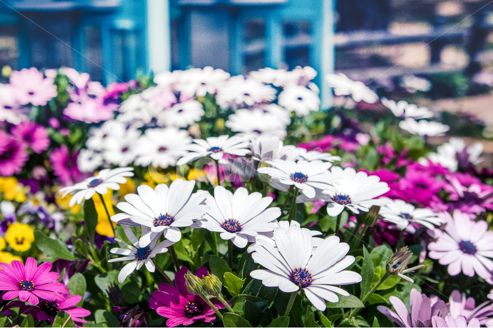 봄,꽃,디모르포세카,데이지,샤스타데이지,dimorphotheca,daisy,shastadaisy,식물,자연,plants,nature,꽃,flower,색깔,색상,색채,색감,color sense,color sensitivity,feeling of color