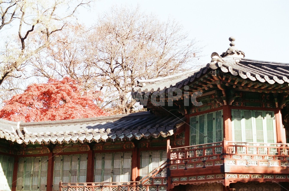 architecture,건축물,building,건물,plant,식물,나무,tree,autumn,fall,fallseason,가을,단풍,고궁,flim,궁궐,한국전통,한국문화,korean traditional,korean culture,건축물,건물외관,exterior,building,structure,architecture,construction