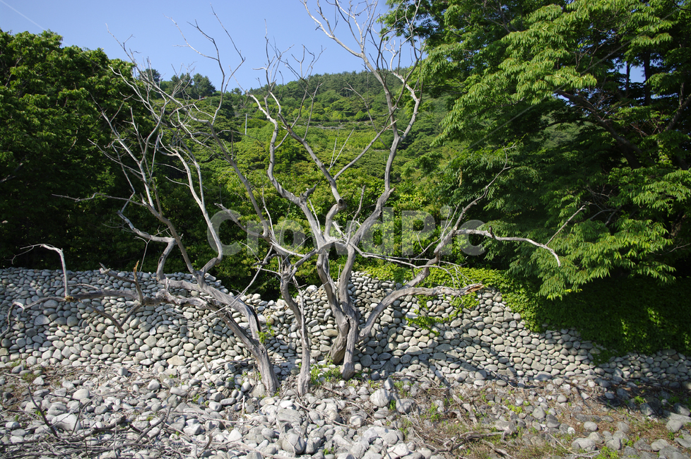 나무,숲,초록,식물,plant,자연,풍경,nature,landscape,tree,gravel,자갈,road,도로,dirt road,흙길