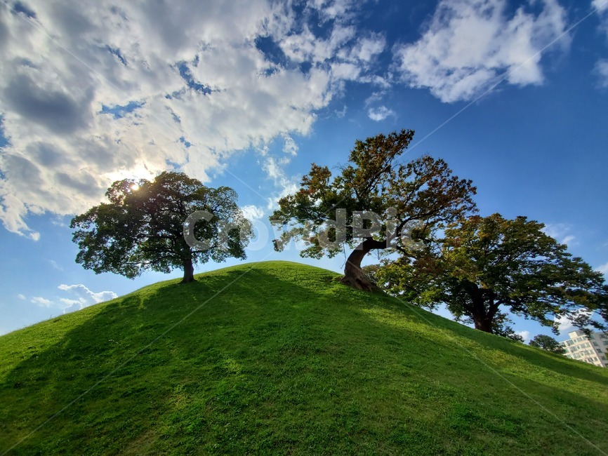 경주,대릉원,한국관광지,한국명소,outdoors,옥외,grassland,목초지,field,들,nature,자연,plant,식물,tree,나무,자연,풍경,nature,landscape
