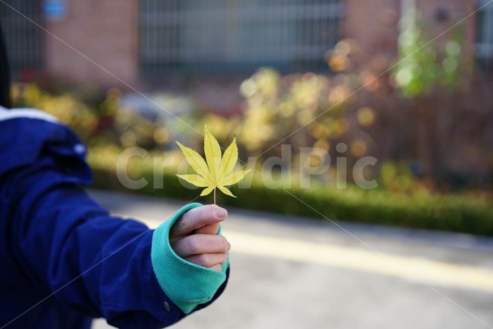 가을,잎,단풍잎,감성사진,소녀,손,느낌,잎사귀,노랑,옐로우,색감,가을느낌,가을감성,가을,계절,fall,autumn,season,식물,자연,plants,nature,사람,인물,인간,human,person,신체일부,몸,body,leaf,plant