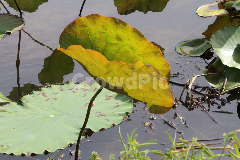 연,연잎,식물,lotus,leaf,식물,자연,plants,nature