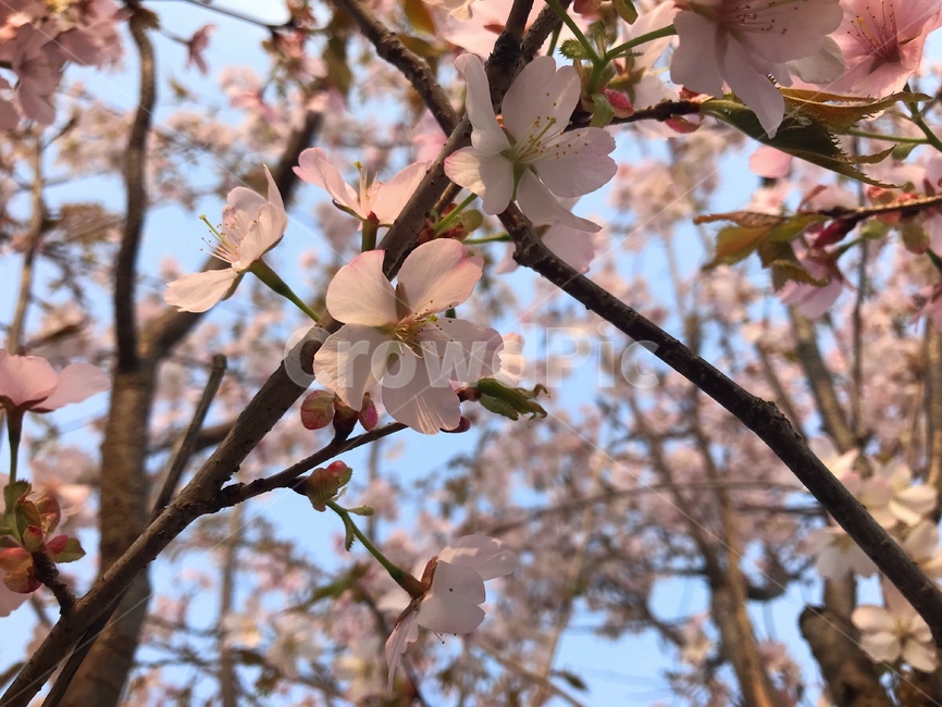 벚꽃,꽃,봄,분홍색,핑크,나무,식물,자연,flower,식물,자연,plants,nature,꽃,flower