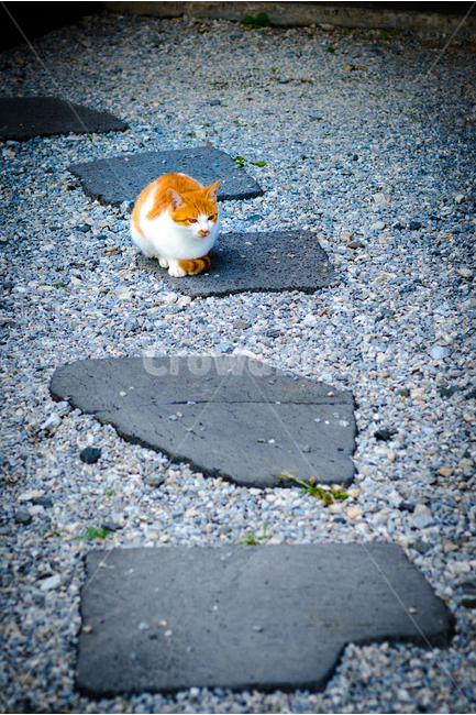 고양이,cat,동물,animal,길고양이,감성사진,동물,animal,포유류,mammal,고양이,cat,kitten,kitty