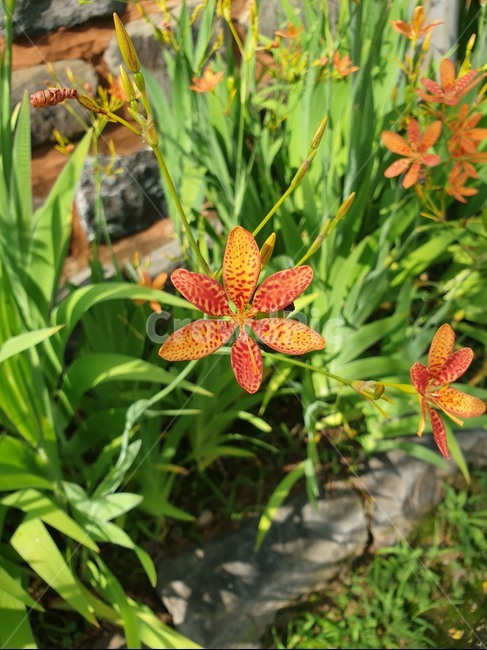 plant,식물,blossom,flower,꽃,식물,자연,plants,nature,꽃,flower