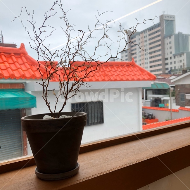 카페,창가,cafe,지붕,화분