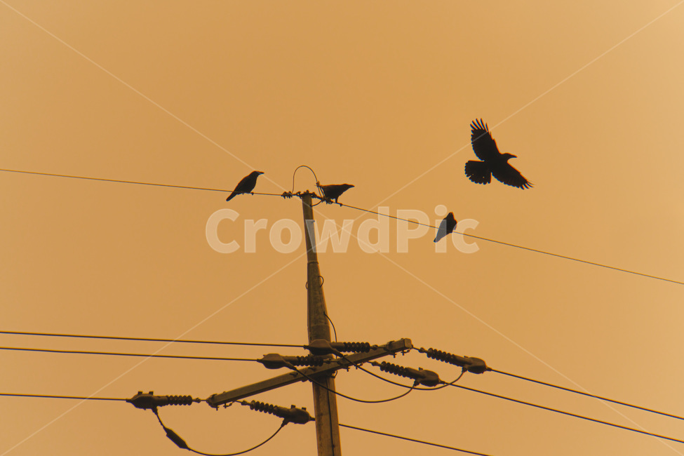 bird,새,animal,동물,전봇대,전기줄,동물,animal,조류,새,birds