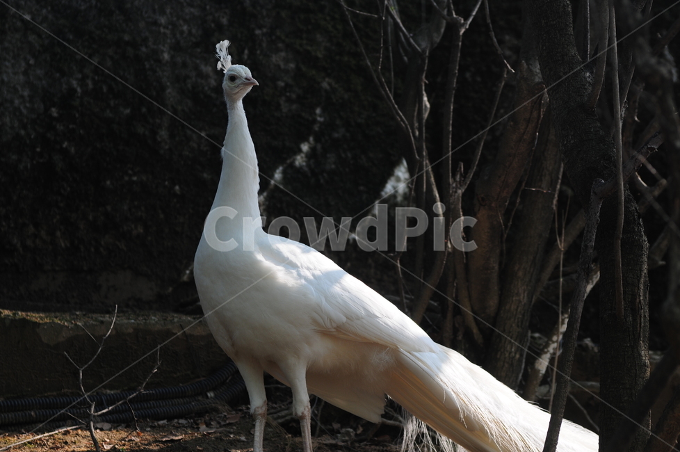 새,공작,하얀색,peafowl,백공작
