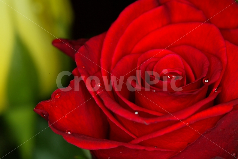 장미,이슬,장미이슬,장미꽃,arose,flower,식물,식물,자연,plants,nature,꽃,flower
