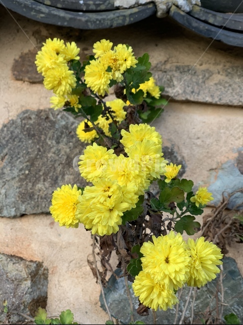 국화,꽃,군산,plant,식물
