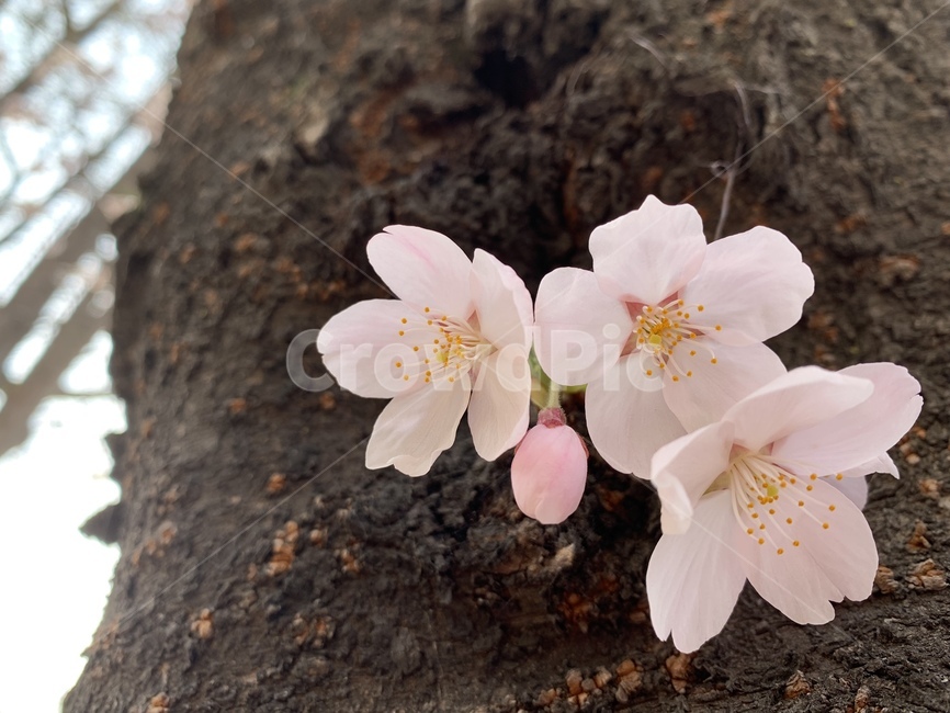 plant,식물,flower,blossom,꽃,벚꽃,봄,길,가로수,봄,계절,spring,season