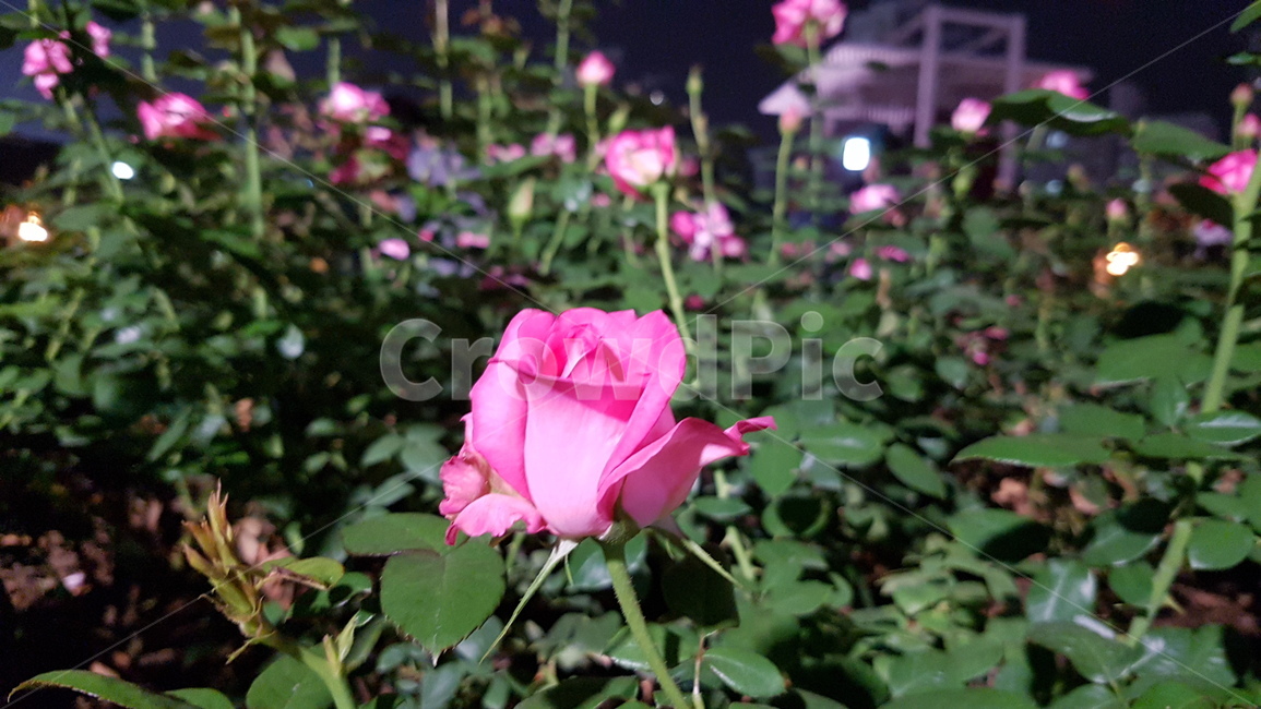 장미,꽃,rose,야경,자연,nature