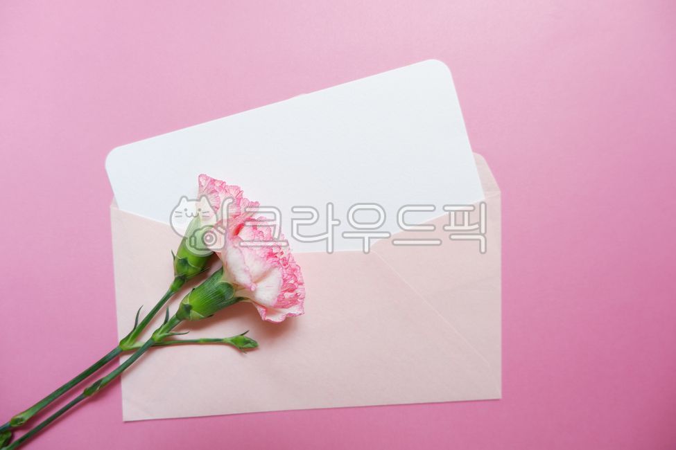 pink carnation,pink,carnation background,carnation,spring,paper,carnation flower,floral,Teachers day,carnetaion,parents day background,Parents Day Letter,pink background,Mothers Day,pinkbackground,flower,thank you letter,envelope,writing pad,letter,Teache